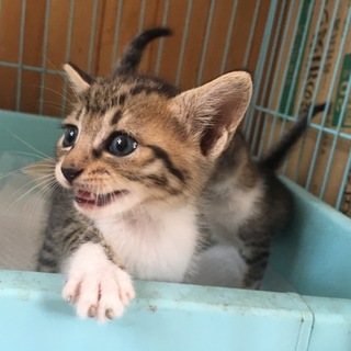 子猫沢山保護しています‼️