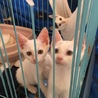 子猫沢山保護しています‼️ サムネイル5