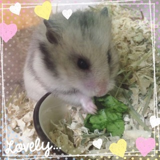 里親さん募集☆