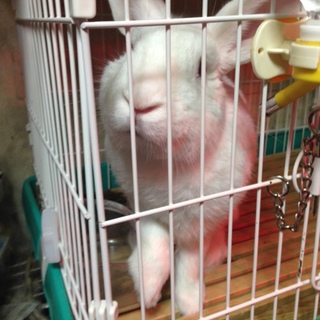 ミニウサギ2匹
