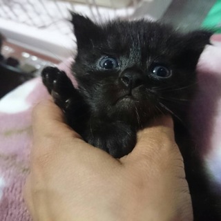 黒猫女の子☆ふわりちゃん
