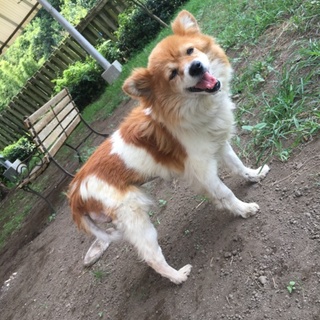 ☆おっとり老犬のマロニーちゃん☆