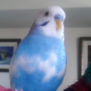 Cor《コル》の写真