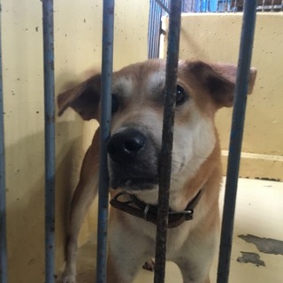 処分間近の男の子です‼️