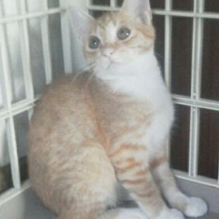 ルナちゃんは新しい家族の一員になりました。