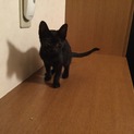 ありがとうございました