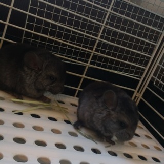 チンチラちゃん生後１ヶ月