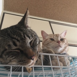 愛があれば何でもできる？