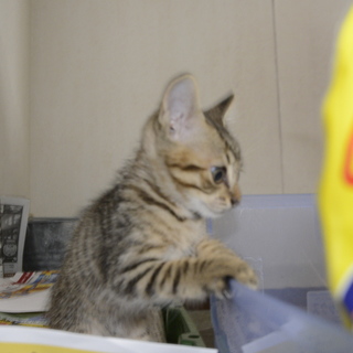 人懐っこいキジトラ子猫の里親募集