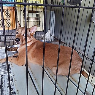 5ヶ月くらいの姉妹子犬の家族探してます！！