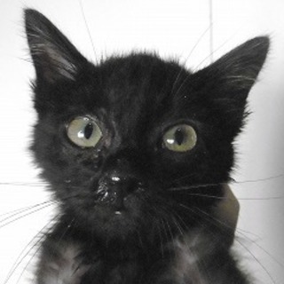 期限切迫！！黒猫ちゃん生後２か月の女の子