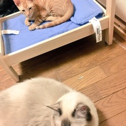 話題の猫ベッド！