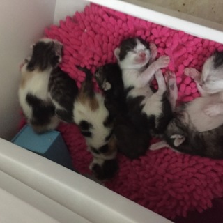 8月2日生まれの子猫です。