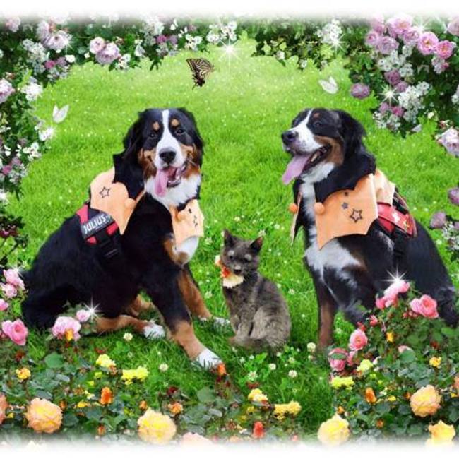 小さな命を守る会　オホーツクｎｉｎｏのカバー写真