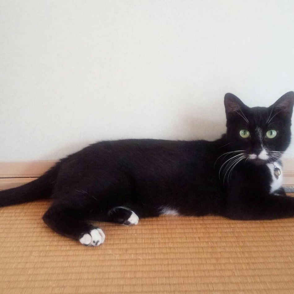 おはぎのカバー写真