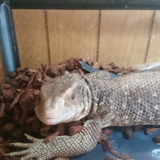 サバンナモニターの里親募集