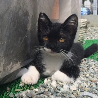 とっても人懐こい甘えん坊の男の仔