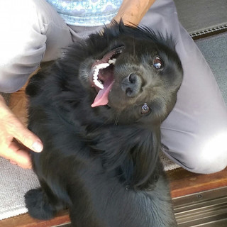 びん君の家族をさがしています