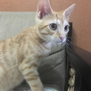 甘えん坊です(^｡^)