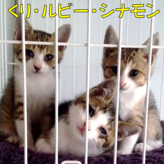 仲良し兄妹猫新しいおうち探してます！！