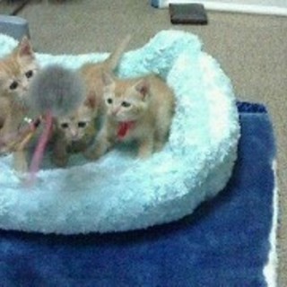 ただ今離乳中！！茶トラ4姉妹