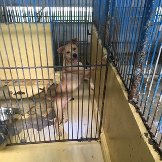 ☆１２日殺処分予定の男の子☆