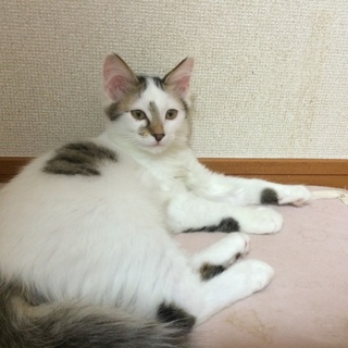 『岡崎君』半長毛 写真よりずっとハンサム！