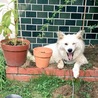 生モコ