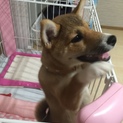 柴犬の子犬