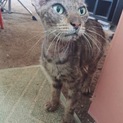 事故猫を保護しました 人懐っこいです