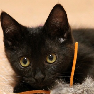 キュートでお利口な黒猫姉妹・『さや』＆まや