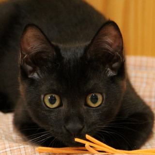 キュートでお利口な黒猫姉妹・『まや』＆さや