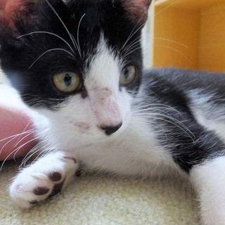 人も猫も大好きな男の子