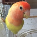 家族にアレルギーが出た為
