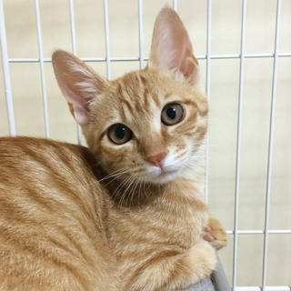 茶トラ子猫・おすましさん4か月・メス