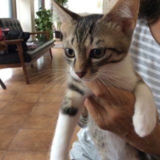 可愛い！キジ白ちゃん、家族募集中です。