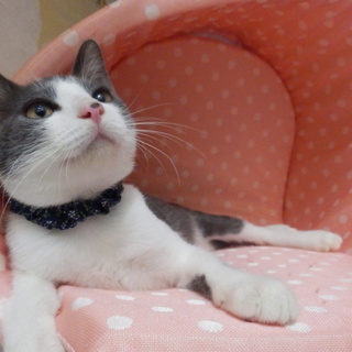 生後３カ月半グレー×白♂