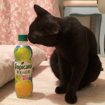 「果実の炭酸〜？ …へんなにおいだドン！」2016.8.5