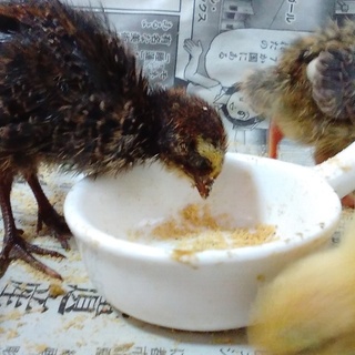 並ウズラ　ヒナ（７月２９日生まれ）