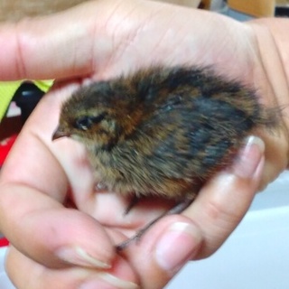 並ウズラのヒナ