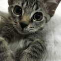 キジトラ柄の男の子。三ヶ月です。