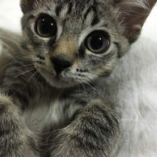 キジトラ柄の男の子。三ヶ月です。