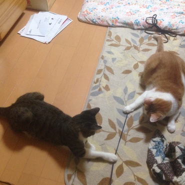 遊ぶ時も一緒にゃ♡