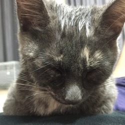 「ネムネム猫さん」サムネイル2