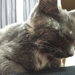 「ネムネム猫さん」サムネイル3