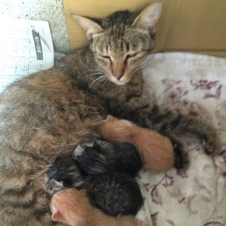 8月1日生まれの子猫です