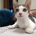 こんなに可愛い仔猫の家族になりませんか？