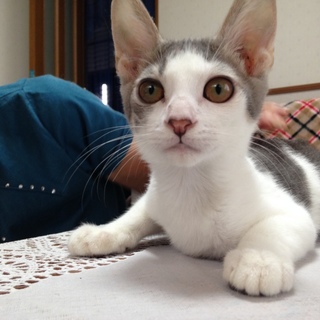 こんなに可愛い仔猫の家族になりませんか？