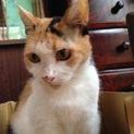 綺麗な三毛猫さん！ 人間大好きスリスリさん♡