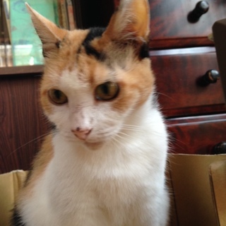 綺麗な三毛猫さん！ 人間大好きスリスリさん♡